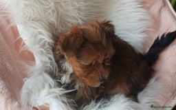 Yorkshire Terrier perros en venta: Machito yorkshire rubio - Imagen 2