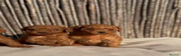 Caniche Toy perros en venta: Caniches rojos  - Anuncio 1