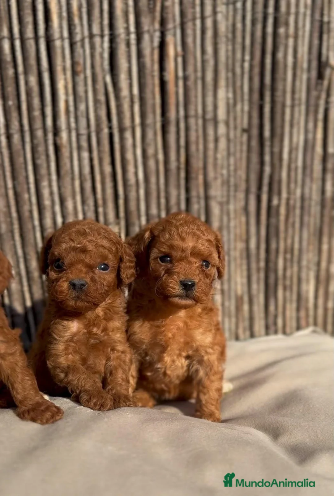 Caniche Toy perros en venta: Caniches rojos  - Anuncio 1