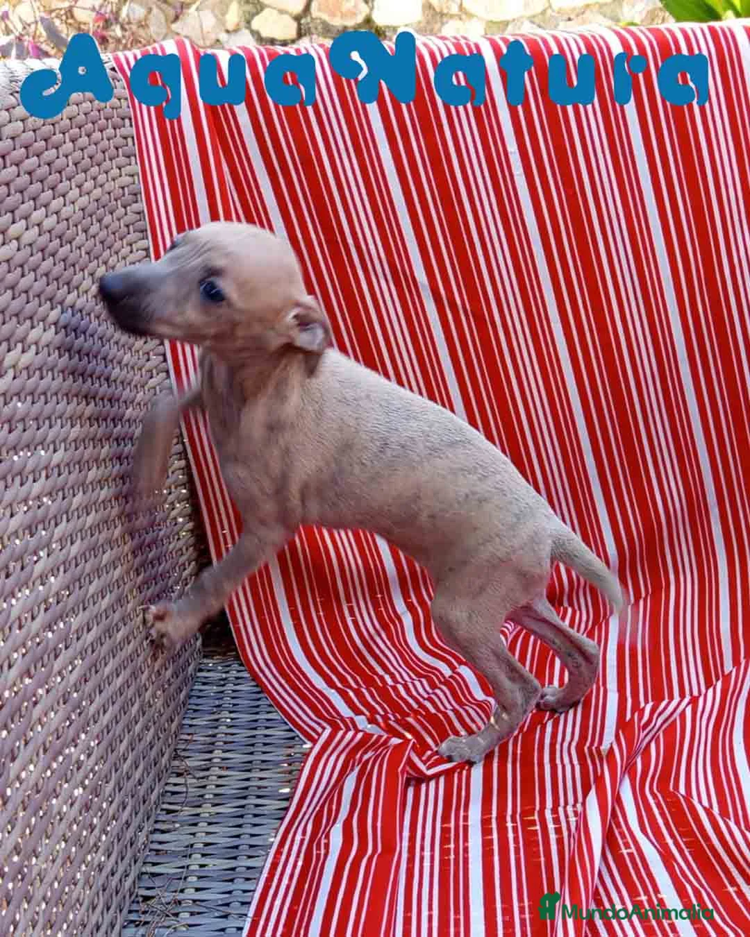 Pequeño Lebrel Italiano perros en venta: Lebrel Italiano Hembra 6 de AB y Omega AQUANATURA - Anuncio 9