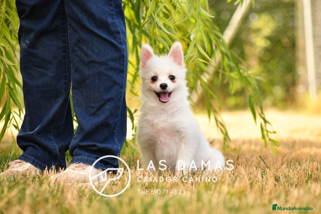 Pomerania perros en venta: Macho pomerania blanco - Imagen 6