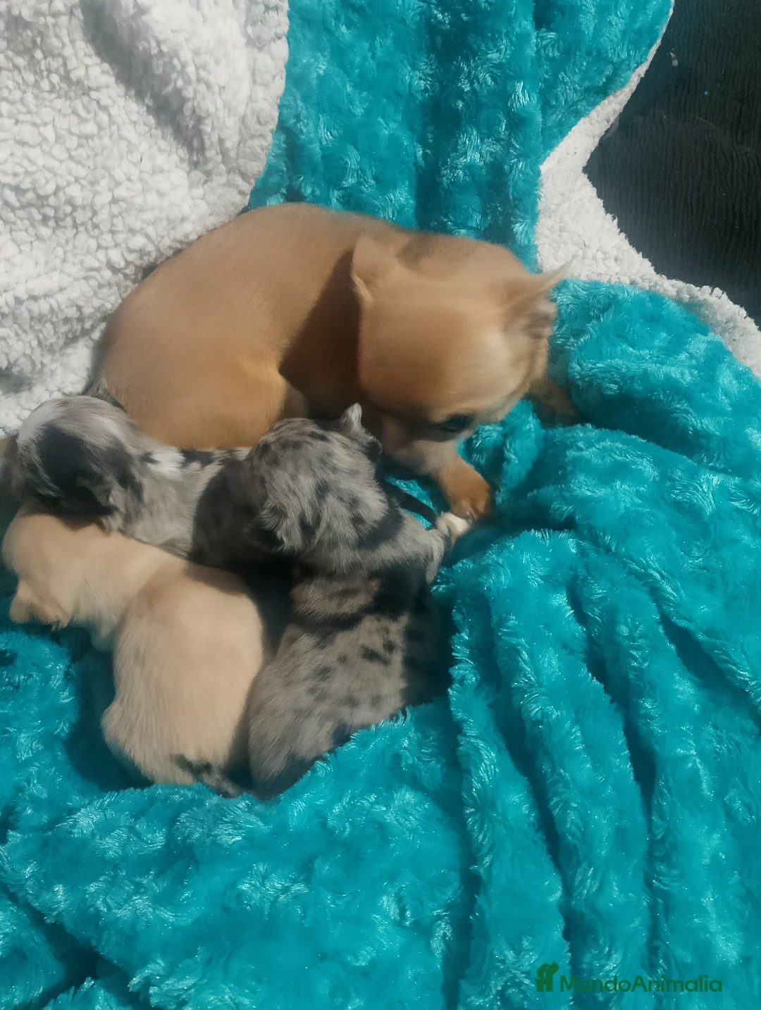 Chihuahua perros en venta: Chihuahua toy ojos azules precioso - Anuncio 4