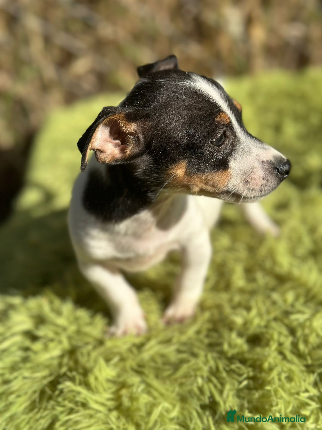 Jack Russell Terrier perros en venta: Jack russell pata corta - Imagen 8