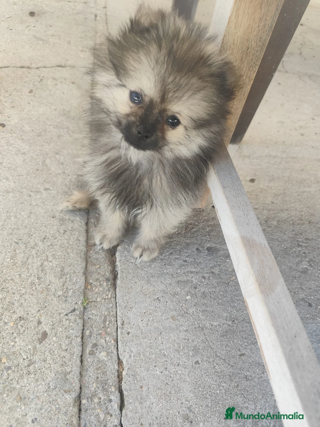 Pomerania perros en venta: POMERANIA - Anuncio 2