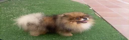 Pomerania perros en venta: Lulu pomerania  toy cara de osito . - Anuncio 6