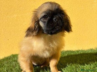 Pekinés perros - Anuncio 2