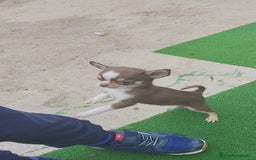 Chihuahua perros en venta: Chihuahua chocolate toys - Imagen 5