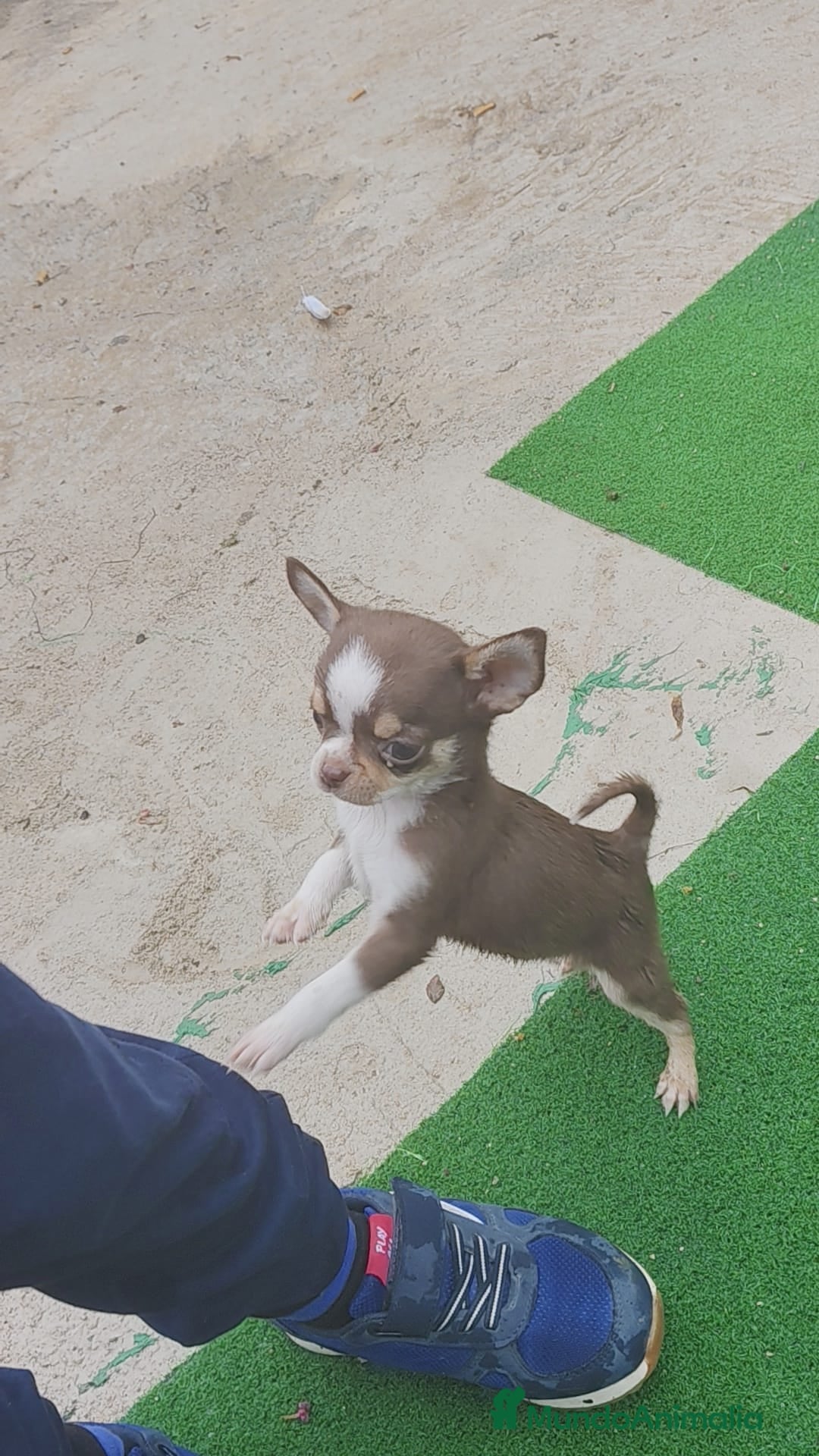 Chihuahua perros en venta: Chihuahua chocolate toys - Imagen 5