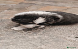 Pomerania perros en venta: Último Machito Pomerania Toy - Imagen 1