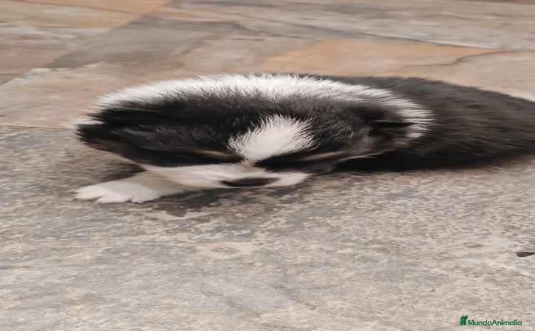 Pomerania perros - Anuncio 9