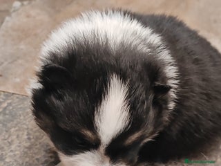 Pomerania perros - Anuncio 7