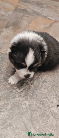 Pomerania perros - Anuncio 3