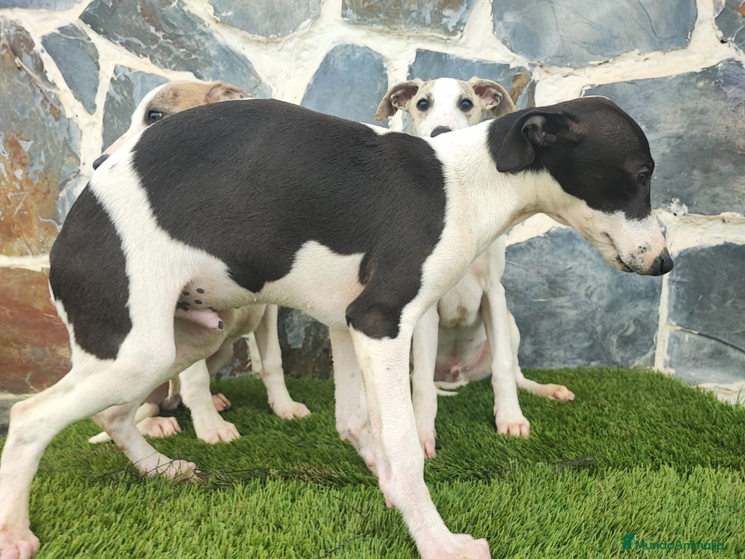 Whippet perros en venta: WHIPPET MACHO - Anuncio 4