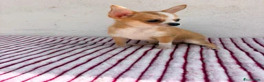 Chihuahua 1
