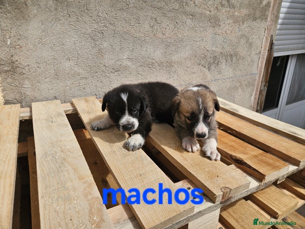 Mastín Español perros - Anuncio 1