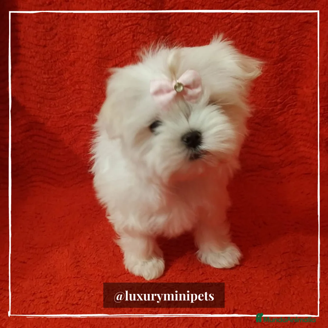 Bichón Maltés perros en venta: Camada de Bichón Maltés coreanos en Madrid - Anuncio 2