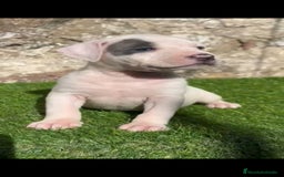 American Staffordshire-Terrier perros en venta: American Stanford  - Imagen 2