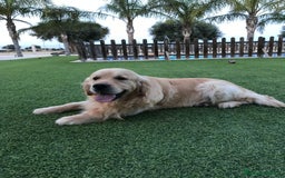 Golden Retriever perros en venta: Cachorros Golden top - Imagen 7