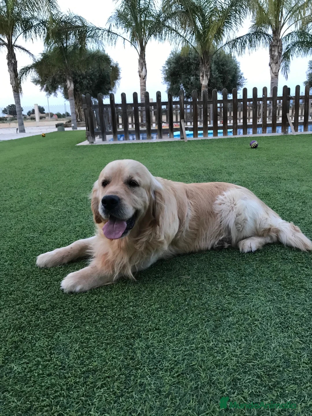 Golden Retriever perros en venta: Cachorros Golden con pedigree  - Anuncio 7