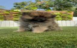 Pomerania perros en venta: POMERANIA HEMBRA COLOR SABLE - Imagen 10