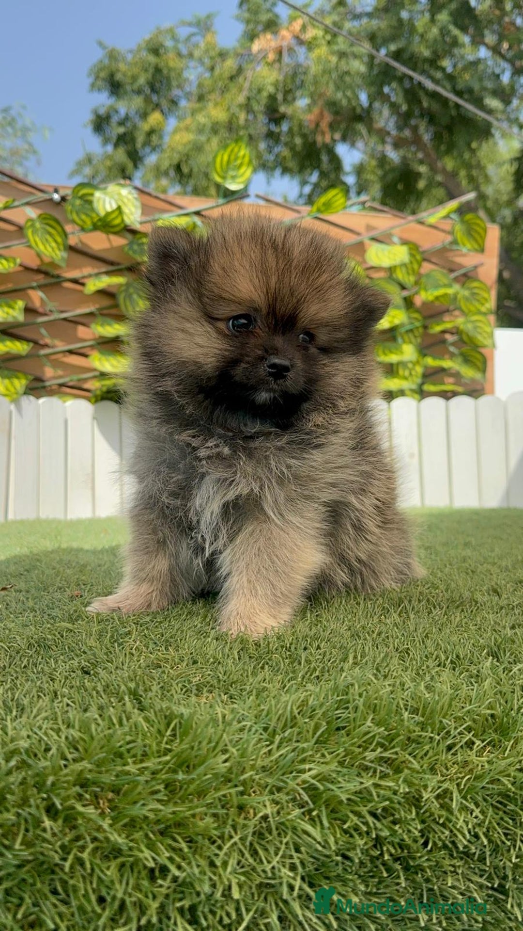 Pomerania perros en venta: POMERANIA HEMBRA COLOR SABLE - Imagen 10