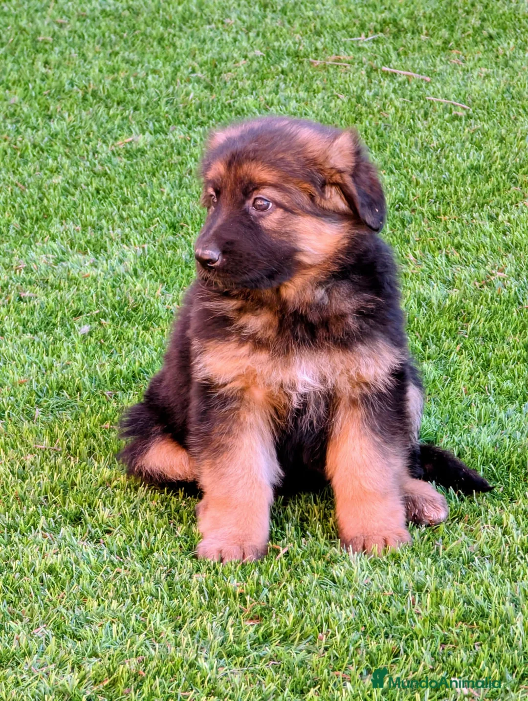 Pastor Alemán perros en venta: ULTIMO CACHORRO DISPONIBLE - Anuncio 4