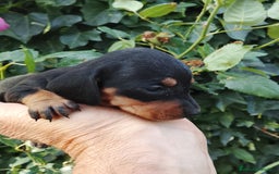 Teckel Miniatura perros en venta: Teckel de pelo corto tamaño miniatura  - Anuncio 1