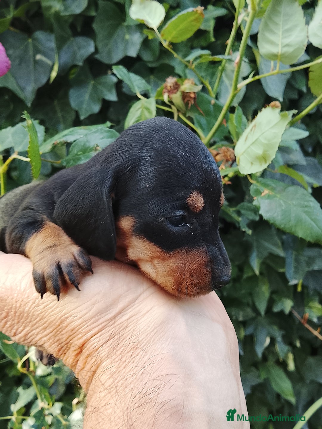 Teckel Miniatura perros en venta: Teckel de pelo corto tamaño miniatura  - Anuncio 1