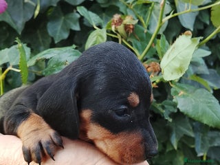 Teckel Miniatura perros Teckel de pelo corto tamaño miniatura - Anuncio 1
