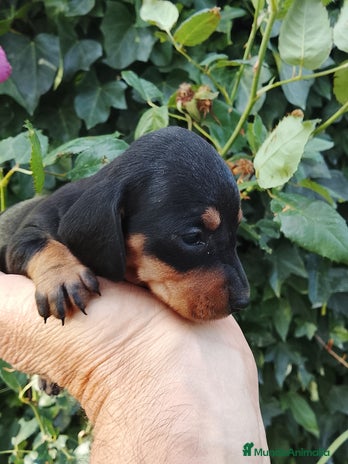 Teckel Miniatura perros Teckel de pelo corto tamaño miniatura - Anuncio 1