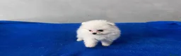 Pomerania perros en venta: Lulú de Pomerania  - Anuncio 4
