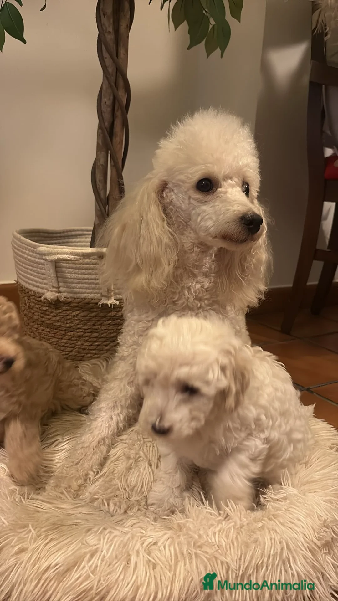 Caniche Enano perros en venta: Caniches enanos  - Anuncio 1