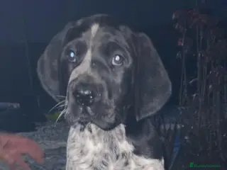 Braco Alemán de Pelo Corto perros Excelente cachorro braco alemán - Anuncio 2