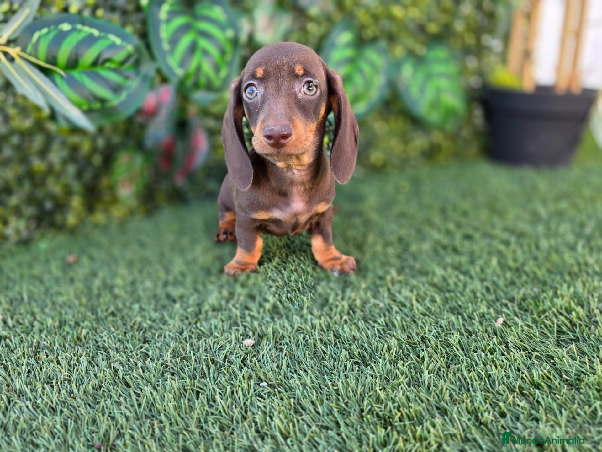 Teckel Miniatura perros TECKEL MINIATURA CHOCOLATE - Anuncio 1