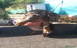 Teckel perros en venta: Tekel  - Anuncio 1