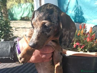 Teckel perros Tekel - Anuncio 34