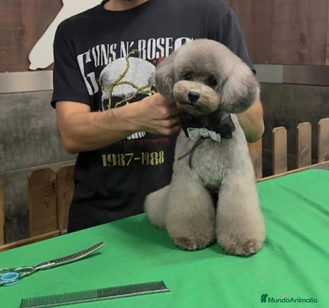 Caniche Toy perros en venta: Caniche toy hembra gris  - Anuncio 3