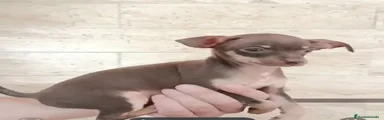 Chihuahua 1