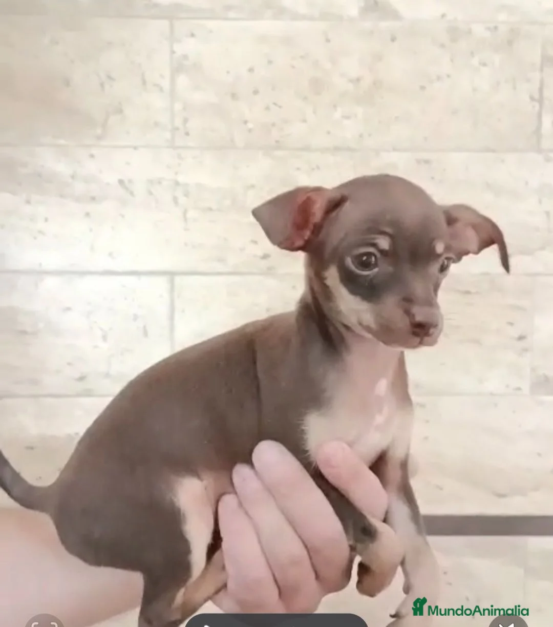 Chihuahua perros en venta: Chihuahua hembra chocolate fuego  - Anuncio 1