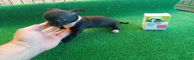 Chihuahua 1