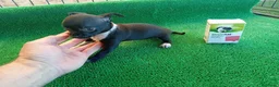 Chihuahua perros en venta: Chihuahua toy  - Anuncio 1