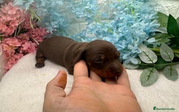 Teckel perros en venta: Teckel  - Imagen 1