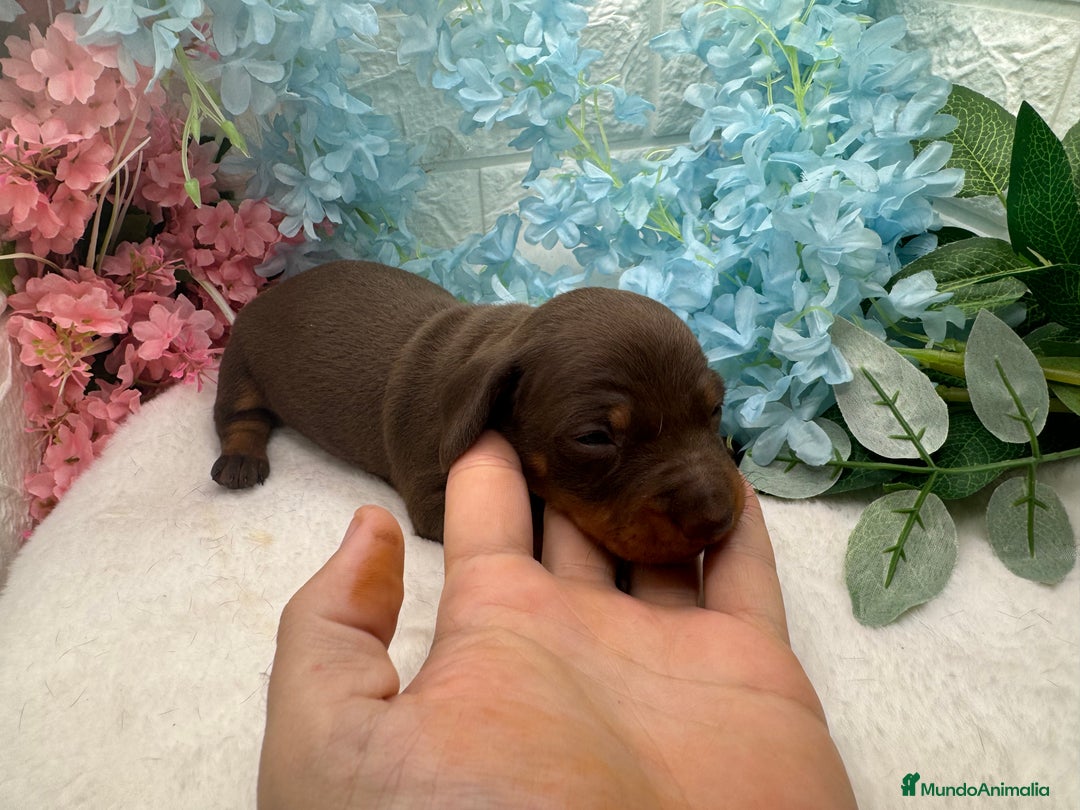 Teckel perros en venta: Teckel  - Imagen 1