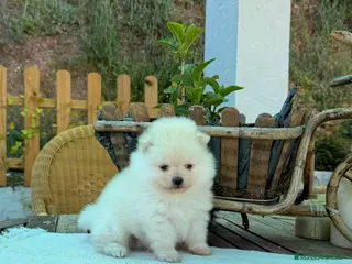 Pomerania perros Pomeranias lulu Machos Toy Peluditos y Chatos - Anuncio 1