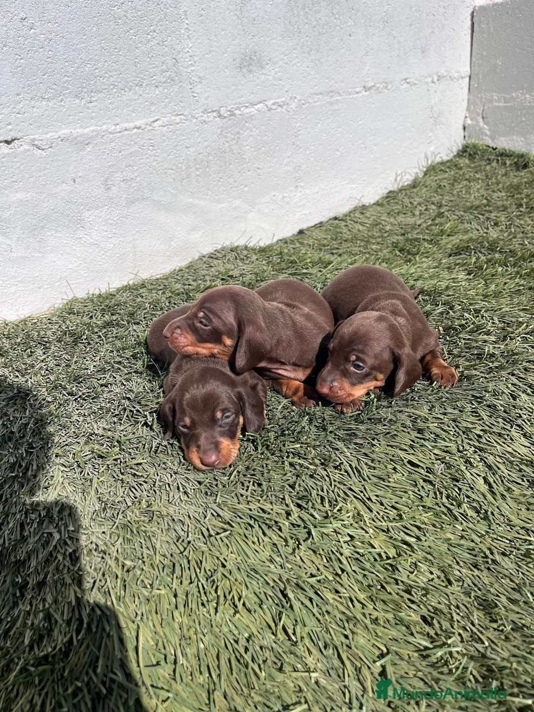 Teckel Miniatura perros en venta: Cachorros de teckel  - Anuncio 3