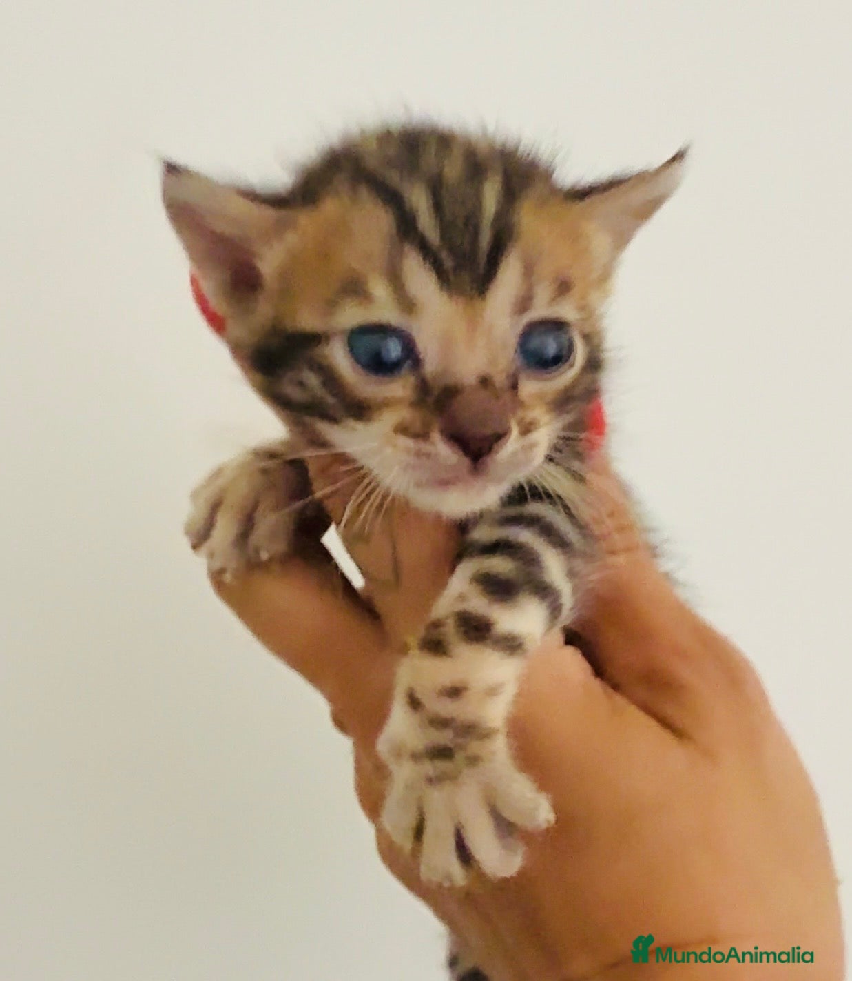 Bengalí gatos Bengali, Brown - Anuncio 3
