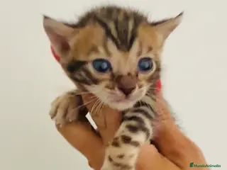 Bengalí gatos Bengali, Brown - Anuncio 3