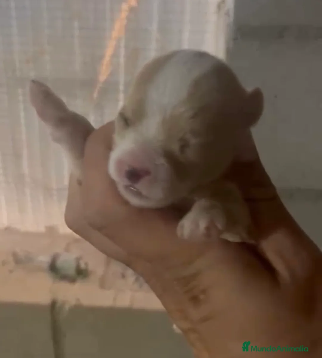 Maltipoo perros en venta: Maltipoo disponible🐶🐾 en Málaga - Anuncio 2