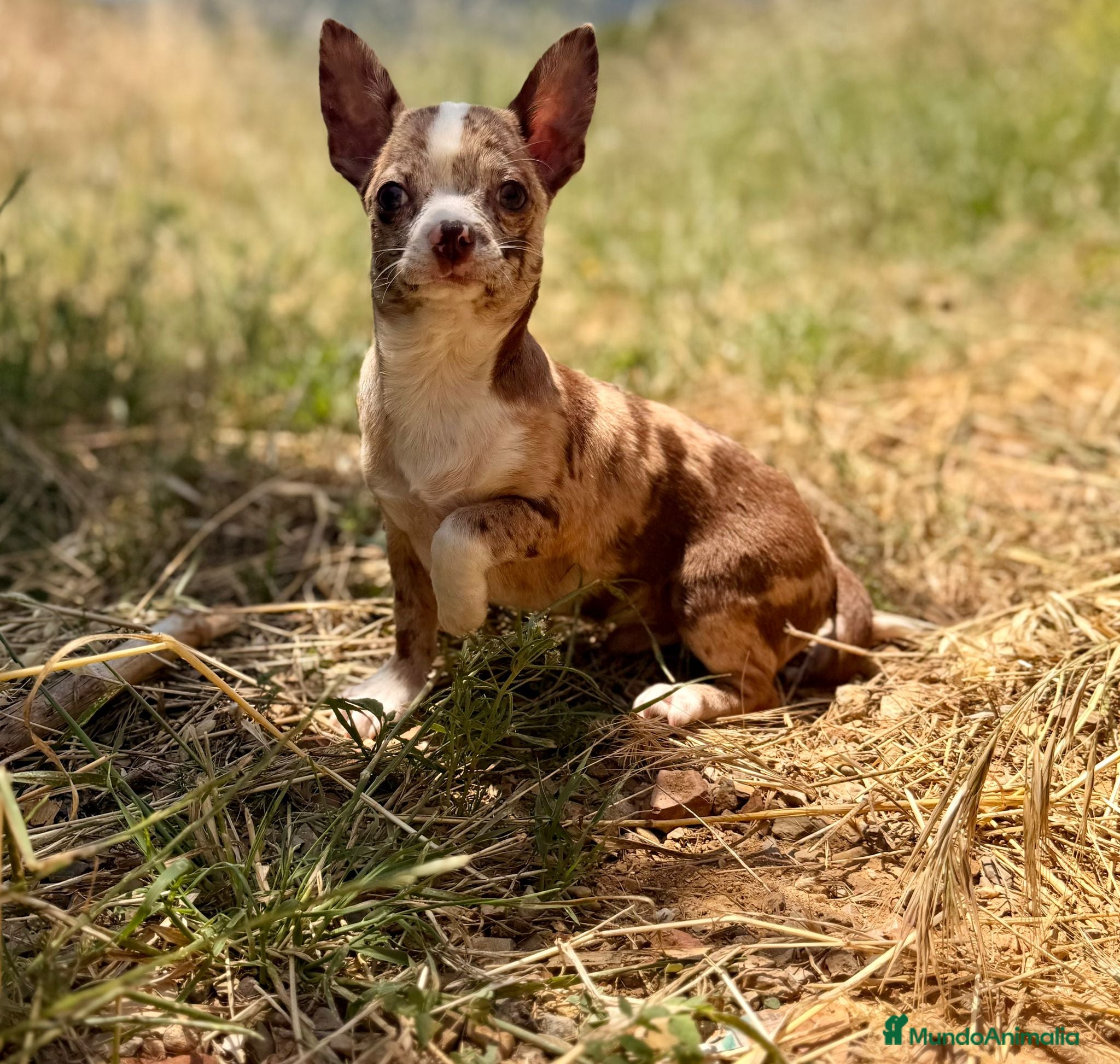 Chihuahua perros Chihuahua Merle chocolate  - Anuncio 1