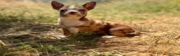 Chihuahua perros en venta: Chihuahua Merle chocolate  - Anuncio 1
